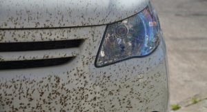 mosquitos_coche